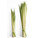 Palm Strips for Palm Sunday